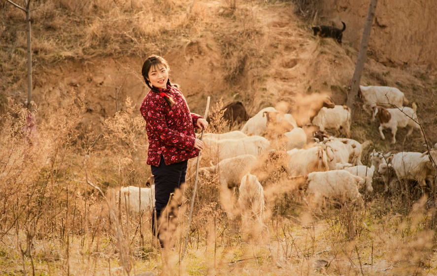贾硕专栏放羊