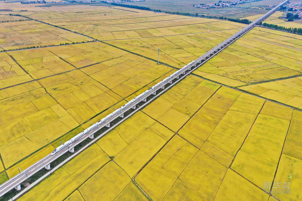 △高铁驶过吉林省公主岭市一片沃野（2021年9月19日摄，无人机照片）。