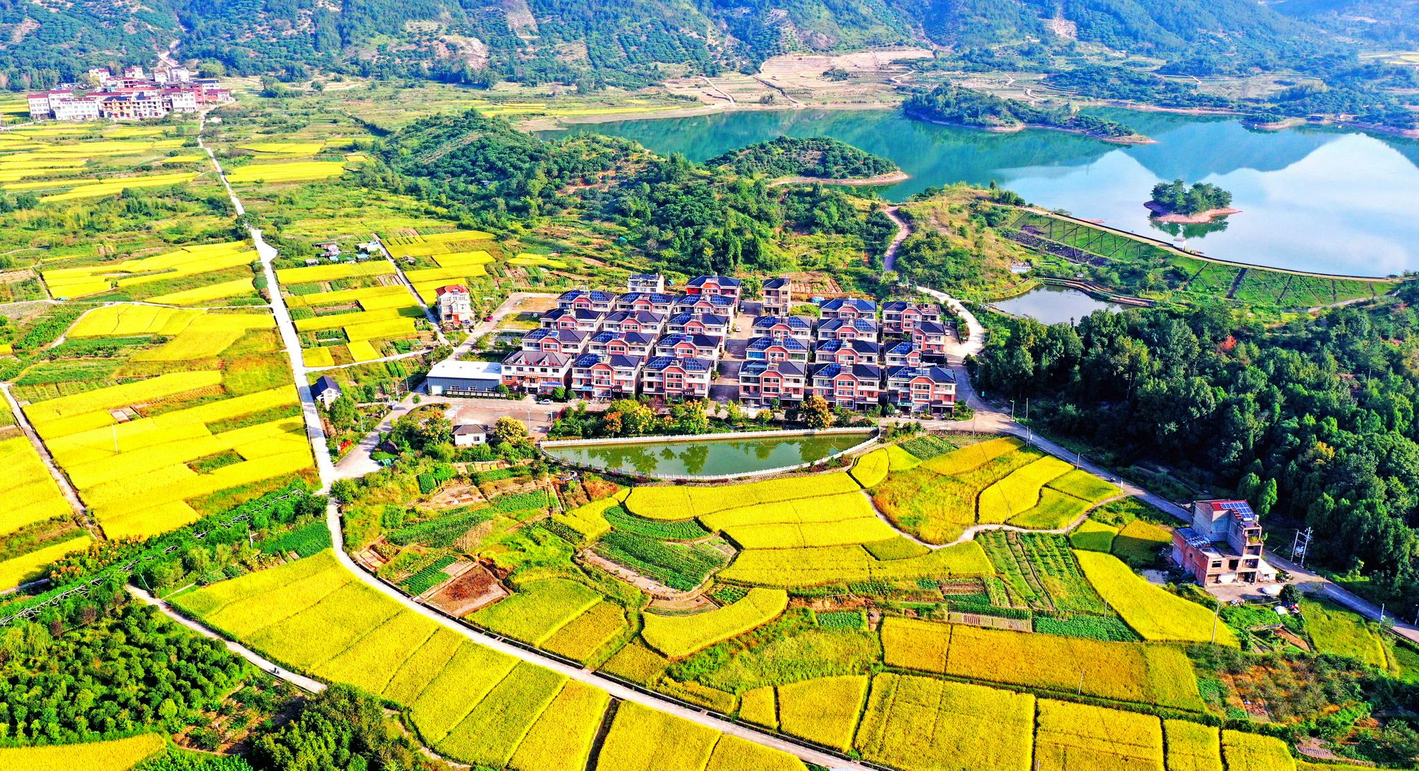 仙居:金色田园 美丽乡村|金色田园|仙居县|仙居_新浪新闻