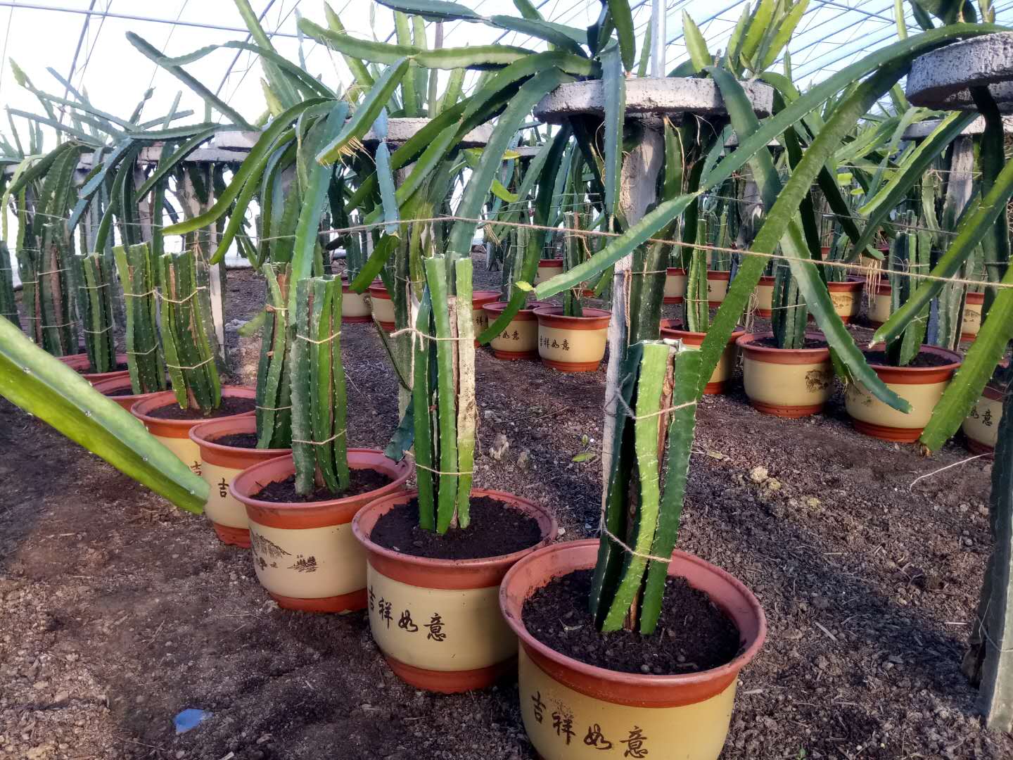 在家养殖水果就盆栽这3样,轻松收获美味|养殖|盆栽|水果_新浪新闻