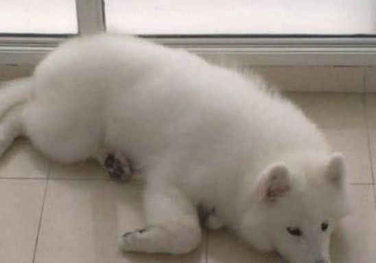 男子回家发现狗狗不对劲，上前查看狗狗后，看到爪子让人哭笑不得休闲区蓝鸢梦想 - Www.slyday.coM