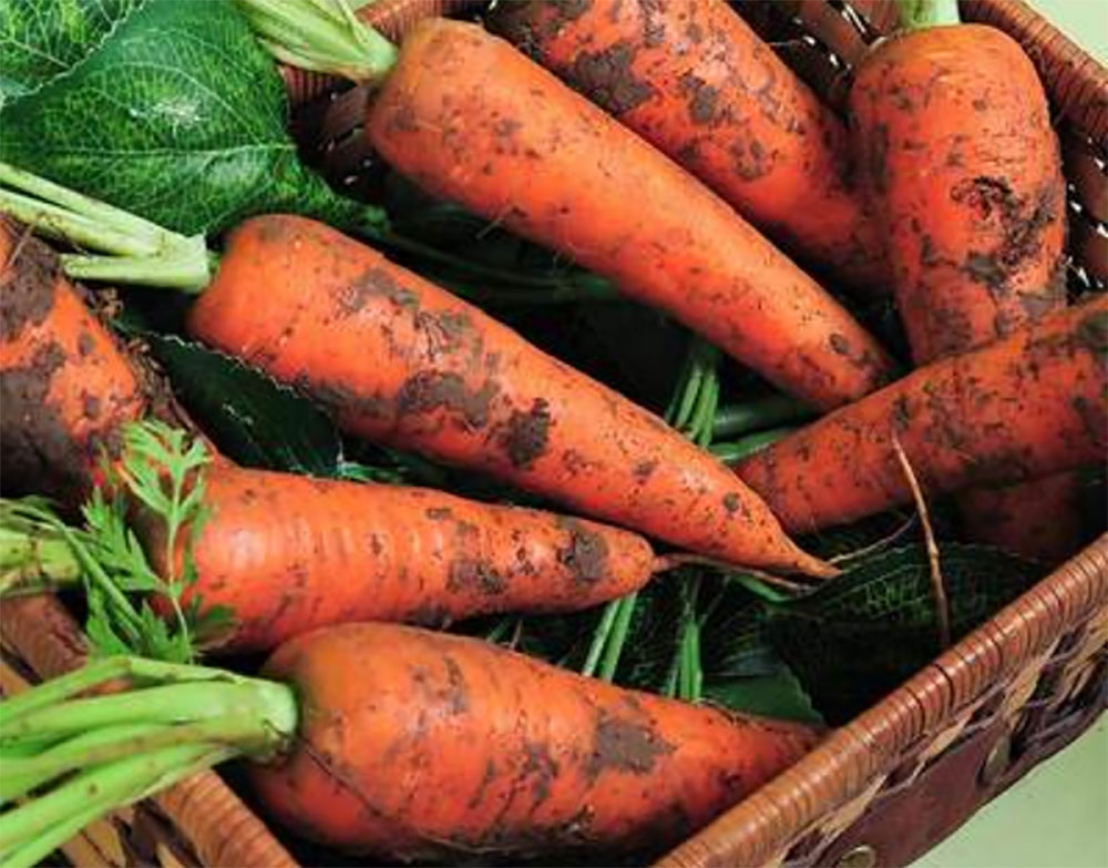 秋天买胡萝卜选带泥的还是干净的区别挺大买错营养差浪费钱