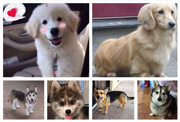 女子养了只金毛，不久后发现异常，上网一查释然了休闲区蓝鸢梦想 - Www.slyday.coM