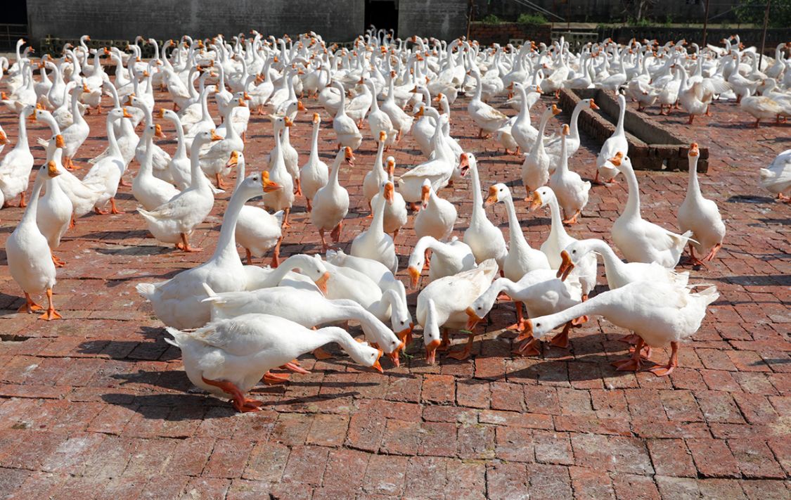 国家农产品地理标志象山大白鹅养殖历史悠久