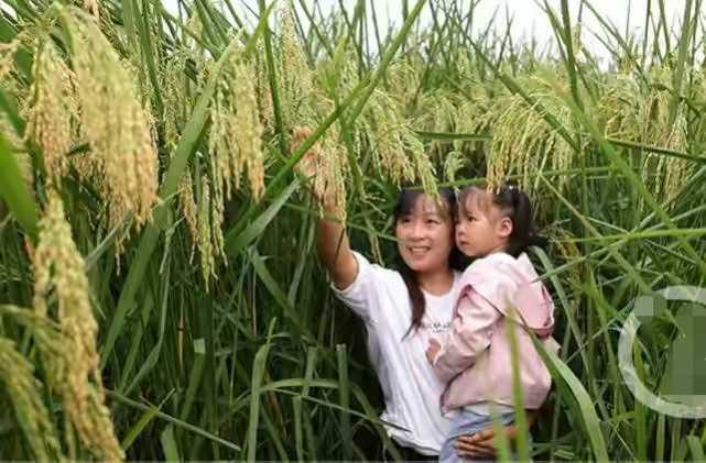 收获了两米高巨型水稻开镰收割但亩产却不高还有开发价值吗