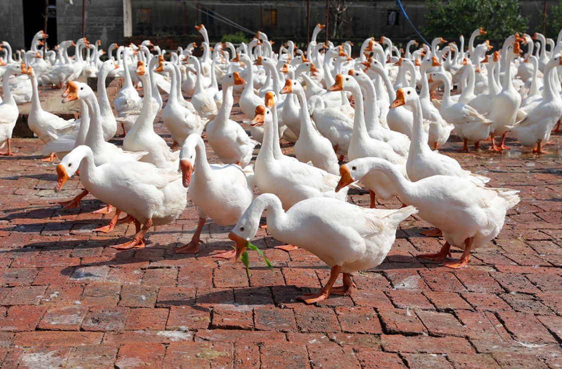 国家农产品地理标志,象山大白鹅,养殖历史悠久|象山|农产品|白鹅_新浪