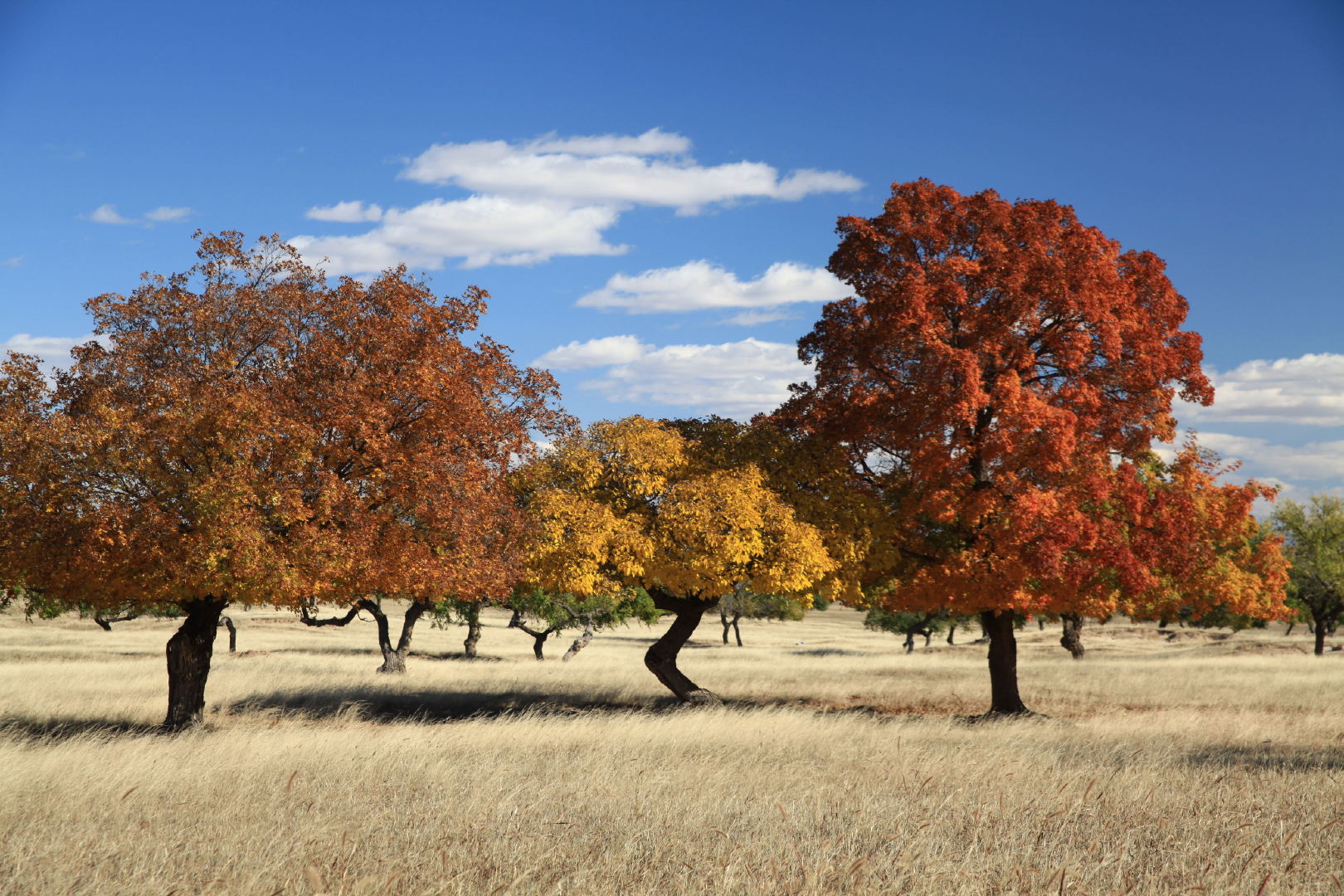 重点一个广场舞