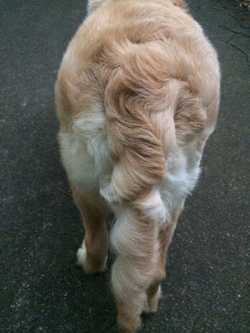 女子养了只金毛，不久后发现异常，上网一查释然了休闲区蓝鸢梦想 - Www.slyday.coM