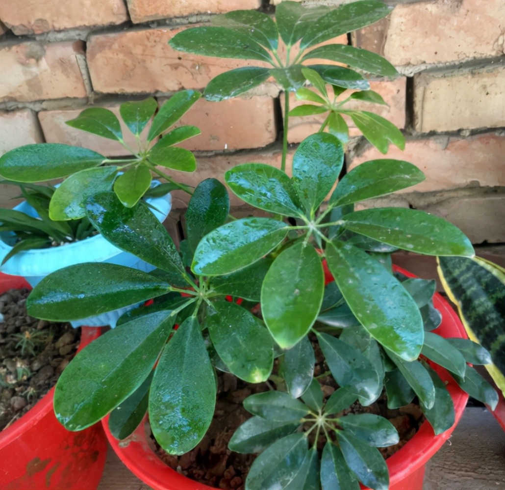 网红植物"七叶莲",别被名字骗了,市场上很多,价格很低廉