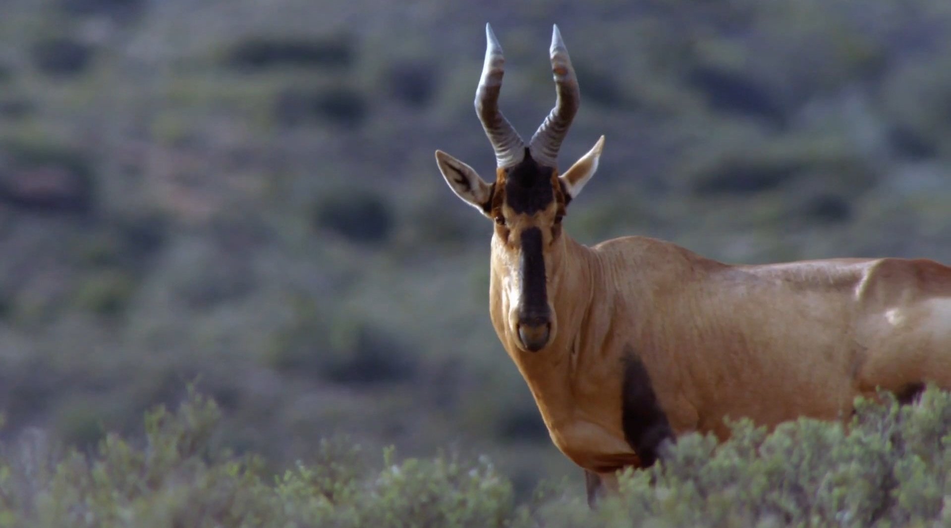 求偶时节 the mating season