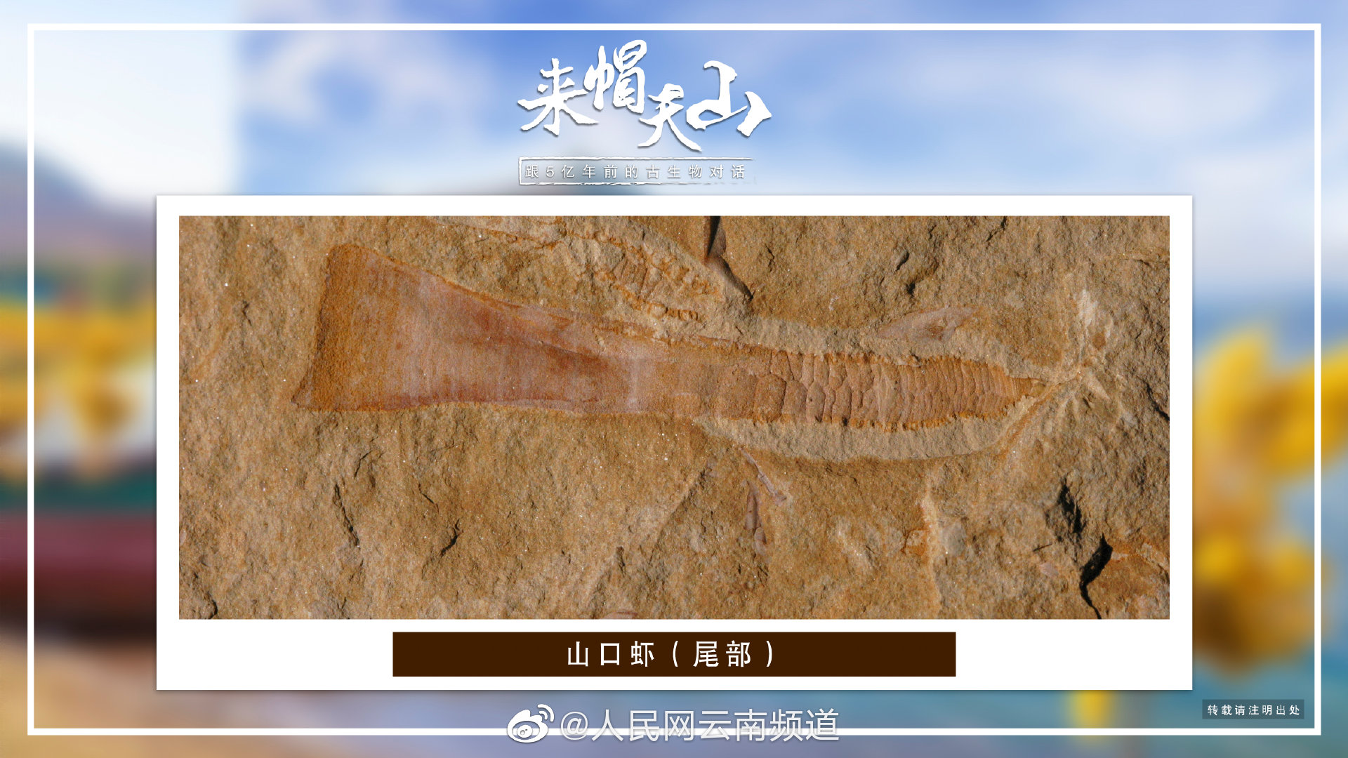 对话帽天山古生物 山口虾