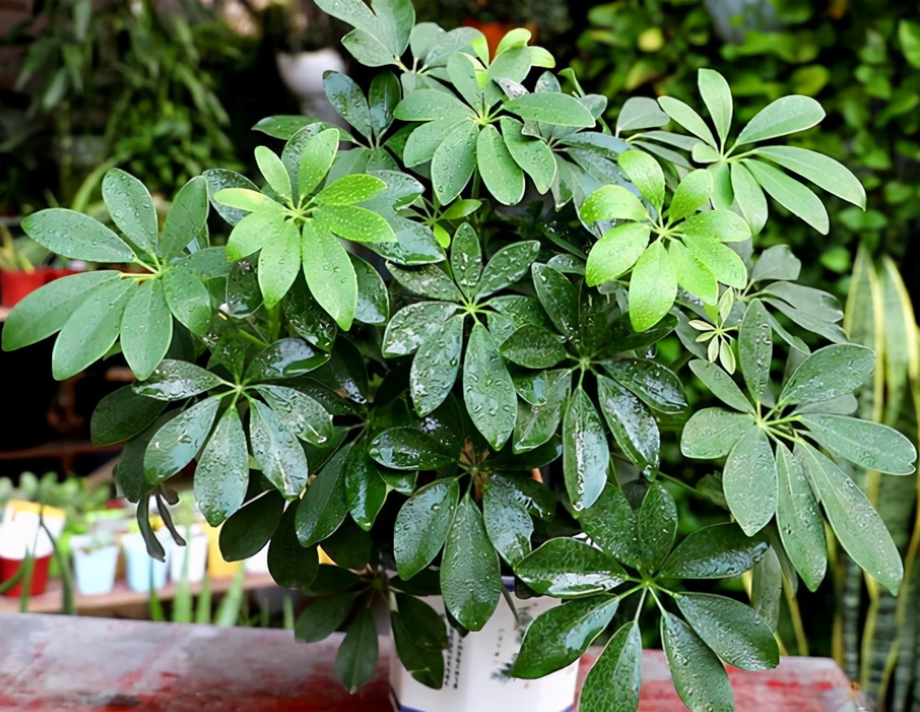 网红植物"七叶莲",别被名字骗了,市场上很多,价格很低廉