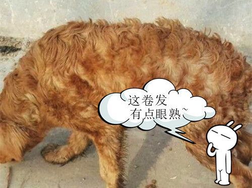 女子养了只金毛，不久后发现异常，上网一查释然了休闲区蓝鸢梦想 - Www.slyday.coM