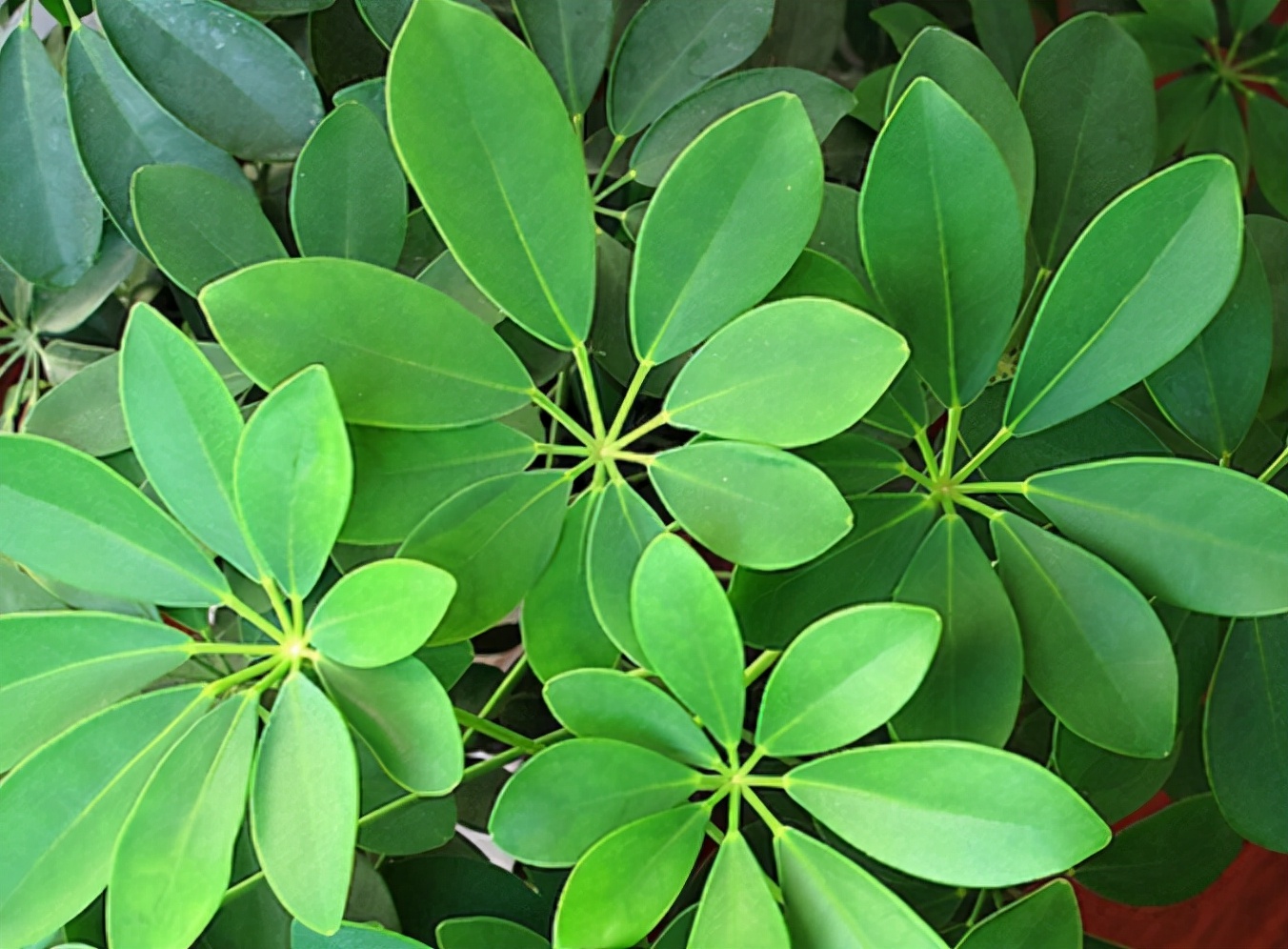 网红植物"七叶莲",别被名字骗了,市场上很多,价格很低廉