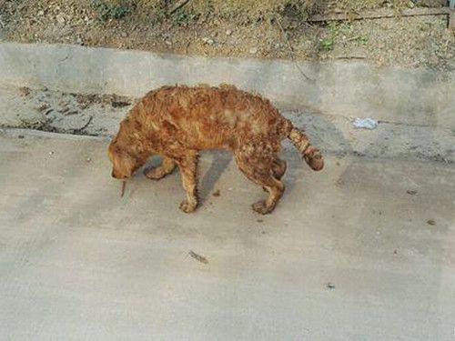 女子养了只金毛，不久后发现异常，上网一查释然了休闲区蓝鸢梦想 - Www.slyday.coM