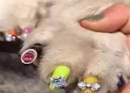 男子回家发现狗狗不对劲，上前查看狗狗后，看到爪子让人哭笑不得休闲区蓝鸢梦想 - Www.slyday.coM