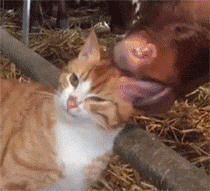 每日一笑，原来这就是从非洲来的羊驼！休闲区蓝鸢梦想 - Www.slyday.coM