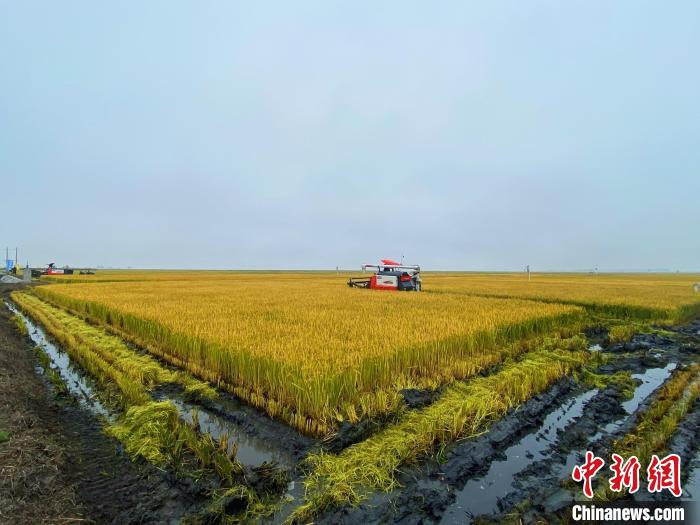 图为如今，白茫茫的盐碱地蜕变成金灿灿的稻田。张玮 摄