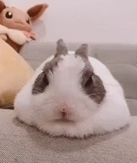 每日一笑，原来这就是从非洲来的羊驼！休闲区蓝鸢梦想 - Www.slyday.coM