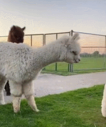 每日一笑，原来这就是从非洲来的羊驼！休闲区蓝鸢梦想 - Www.slyday.coM