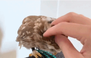 每日一笑，原来这就是从非洲来的羊驼！休闲区蓝鸢梦想 - Www.slyday.coM