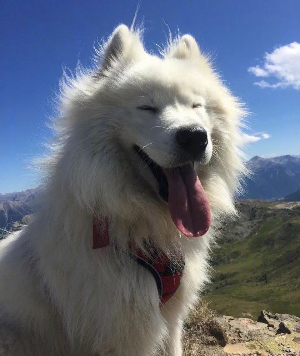 这只萨摩耶"飞翔"的样子,帅翻无数网友:仿佛看到了白龙马!