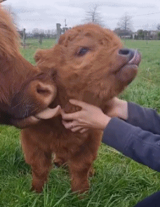 每日一笑，原来这就是从非洲来的羊驼！休闲区蓝鸢梦想 - Www.slyday.coM