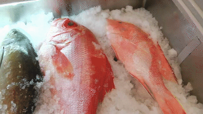 这里的海鱼都是上钩后马上放血保存,所以特别新鲜.