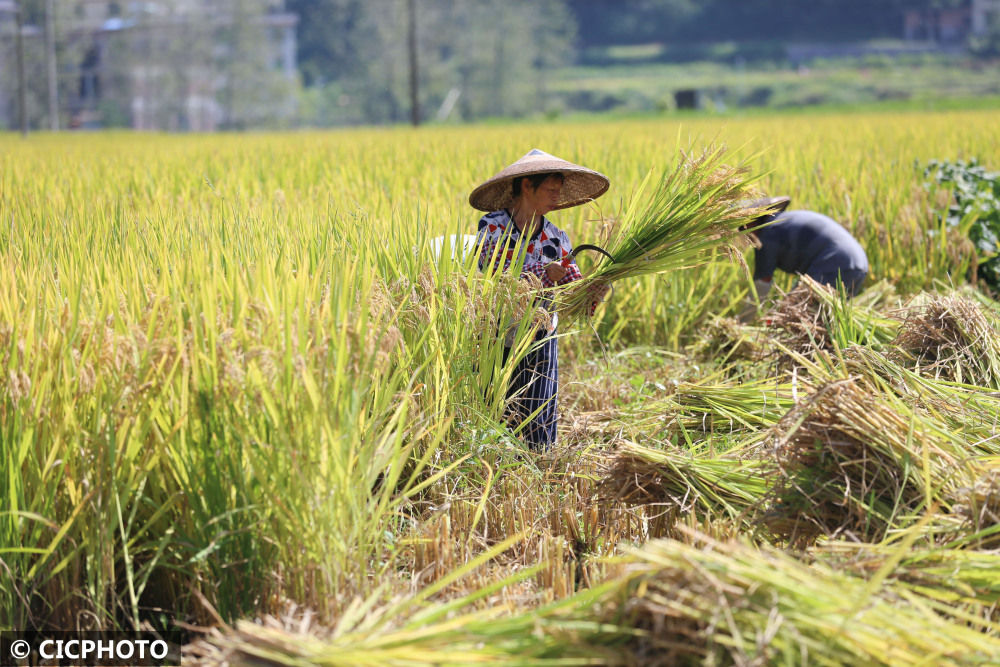 贵州毕节秋分时节忙收稻