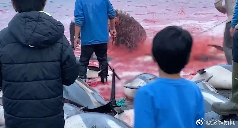 法罗群岛海岸线的人们正在捕杀海豚（图源：澎湃新闻）