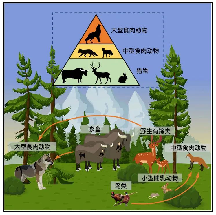 to my knowledge(据我所知,这将是对整个食肉动物群落的第一次核验)