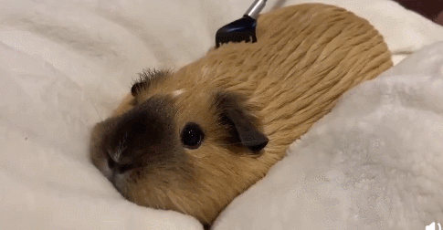 每日一笑，原来这就是从非洲来的羊驼！休闲区蓝鸢梦想 - Www.slyday.coM