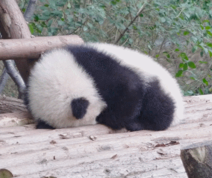 每日一笑，原来这就是从非洲来的羊驼！休闲区蓝鸢梦想 - Www.slyday.coM