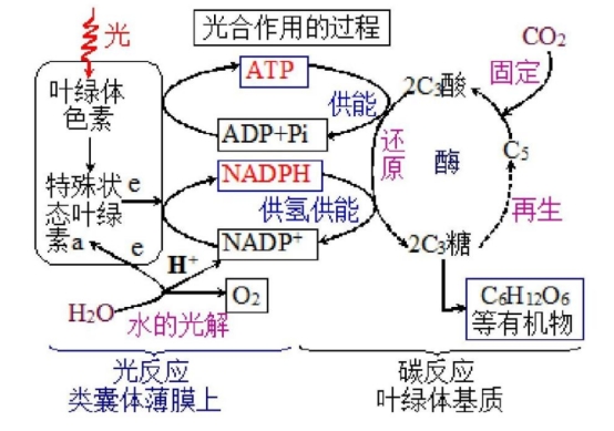 利用二氧化碳生成淀粉你没听错这项技术问世了