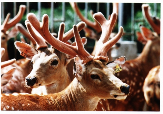 鹿角被割的时候,雄鹿会感到疼痛吗,为什么割鹿角不被禁止?休闲区蓝鸢梦想 - Www.slyday.coM 鹿角被割的时候,雄鹿会感到疼痛吗,为什么割鹿角不被禁止?休闲区蓝鸢梦想 - Www.slyday.coM