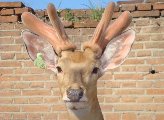 鹿角被割的时候,雄鹿会感到疼痛吗,为什么割鹿角不被禁止?休闲区蓝鸢梦想 - Www.slyday.coM 鹿角被割的时候,雄鹿会感到疼痛吗,为什么割鹿角不被禁止?休闲区蓝鸢梦想 - Www.slyday.coM