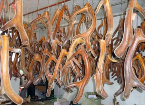 鹿角被割的时候,雄鹿会感到疼痛吗,为什么割鹿角不被禁止?休闲区蓝鸢梦想 - Www.slyday.coM 鹿角被割的时候,雄鹿会感到疼痛吗,为什么割鹿角不被禁止?休闲区蓝鸢梦想 - Www.slyday.coM