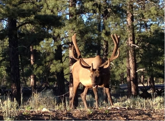 鹿角被割的时候,雄鹿会感到疼痛吗,为什么割鹿角不被禁止?休闲区蓝鸢梦想 - Www.slyday.coM 鹿角被割的时候,雄鹿会感到疼痛吗,为什么割鹿角不被禁止?休闲区蓝鸢梦想 - Www.slyday.coM