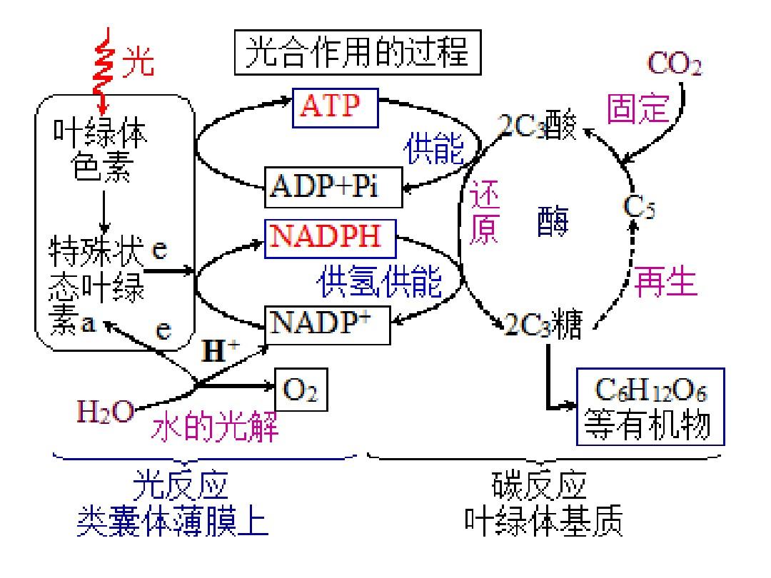 尽管它的理论效率可达11%,但会因为吸收不良,光合作用的呼吸要求以及