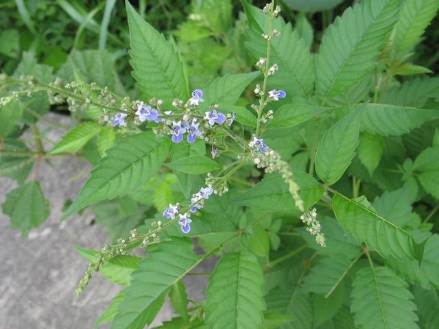 黄荆在农村成了香饽饽晒干烧成灰有3大用途还成了抢手货