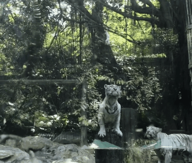 全红婵第一次去动物园！老虎隔着玻璃向她扑来，红姐吓了一跳：哇休闲区蓝鸢梦想 - Www.slyday.coM