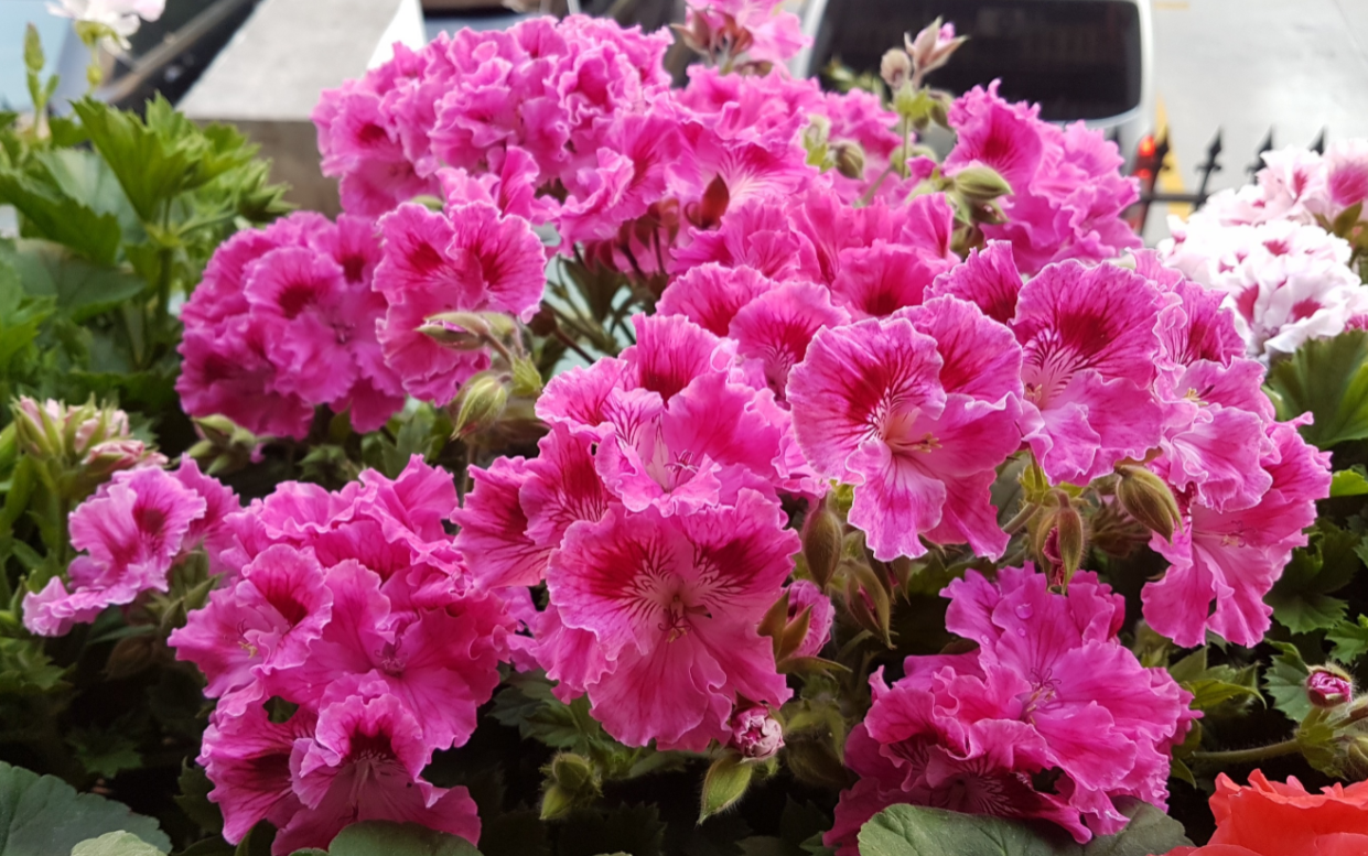 天竺葵秋季掌握修剪技巧不仅老苗开花多新苗也能花开不停