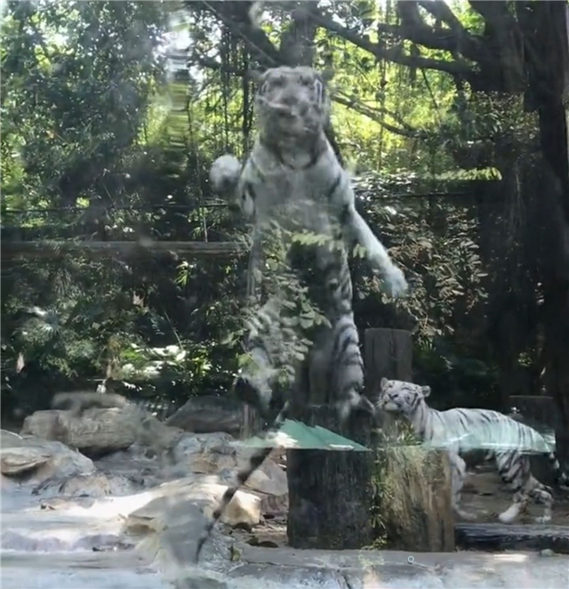 全红婵第一次去动物园！老虎隔着玻璃向她扑来，红姐吓了一跳：哇休闲区蓝鸢梦想 - Www.slyday.coM