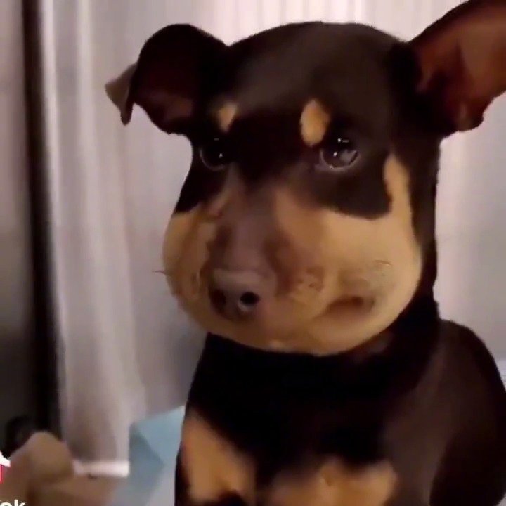 一只因被蜜蜂螫而脸部肿胀的狗,尴尬地四处张望