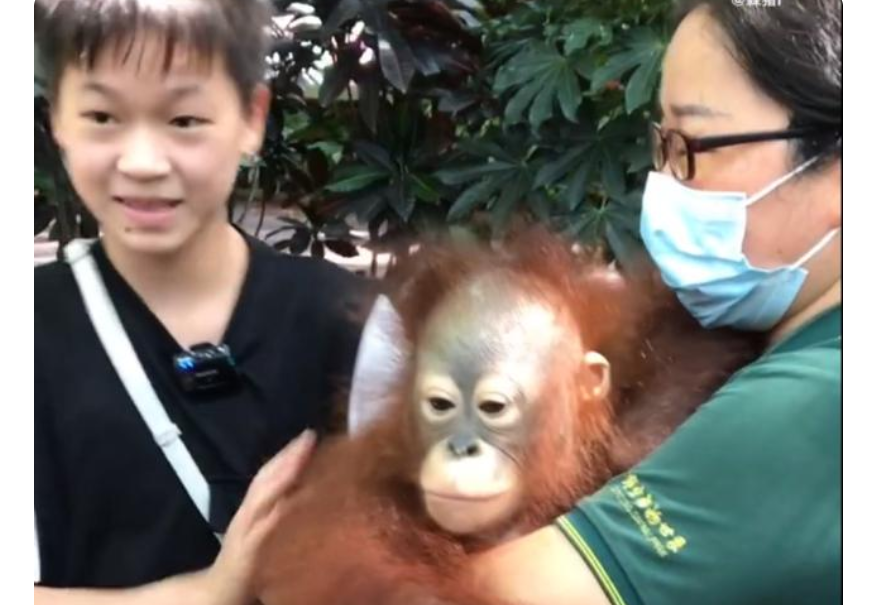 梦想成真！陈艾森带着全红婵去动物园游玩，与红猩猩合影太可爱休闲区蓝鸢梦想 - Www.slyday.coM
