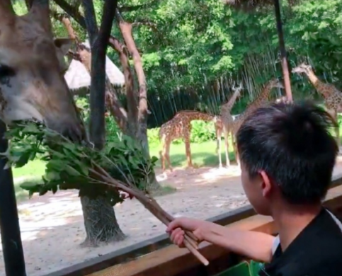 全红婵终于圆梦!陈艾森带其游玩长隆，本人全程享受，合照太可爱休闲区蓝鸢梦想 - Www.slyday.coM