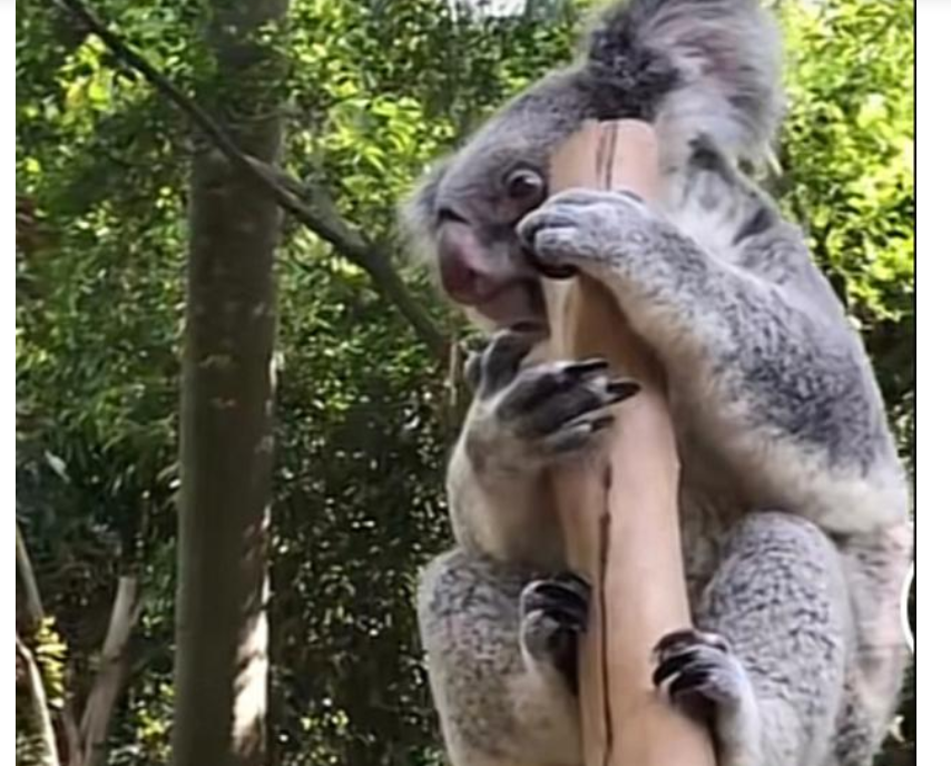 梦想成真！陈艾森带着全红婵去动物园游玩，与红猩猩合影太可爱休闲区蓝鸢梦想 - Www.slyday.coM