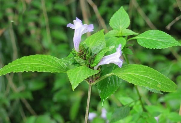 江山市发现浙江省级植物新记录物种奇瓣马蓝