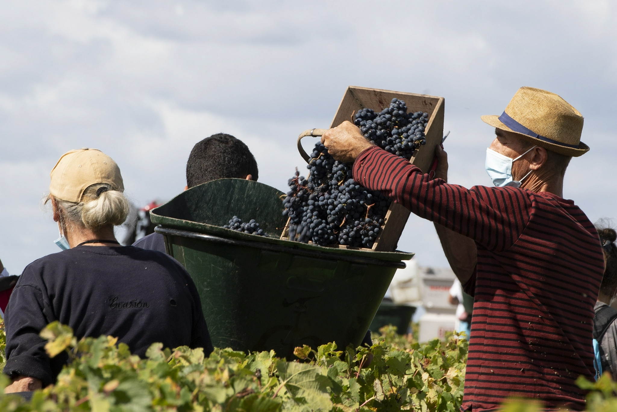 法国:收获酿酒葡萄|葡萄|法国_新浪新闻