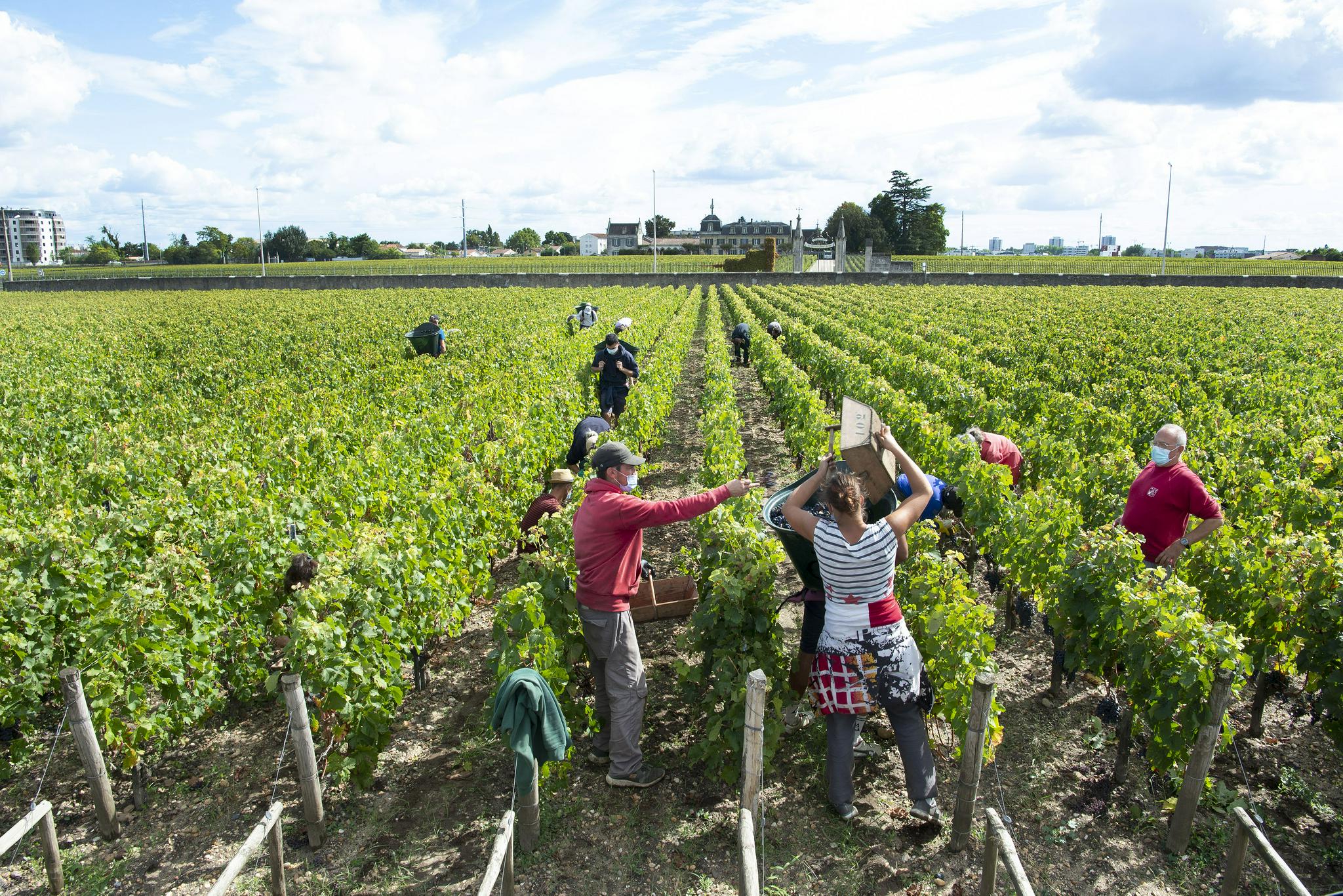 法国:收获酿酒葡萄|葡萄|法国_新浪新闻